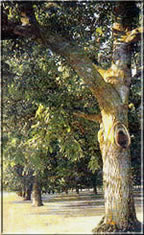 Walnussbaum